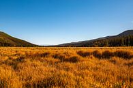 Golden Colorado, VS van Guenter Purin thumbnail