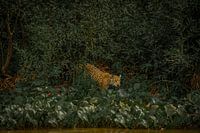 Jaguar reveals itself from the jungle