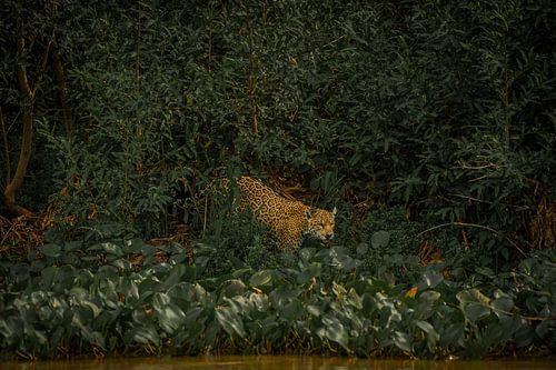 Jaguar reveals itself from the jungle