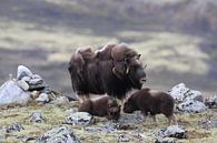 Muskusos in Dovrefjell nationaal park, in de natuurlijke habitat, Noorwegen van Frank Fichtmüller thumbnail