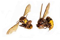 Two dead hornets