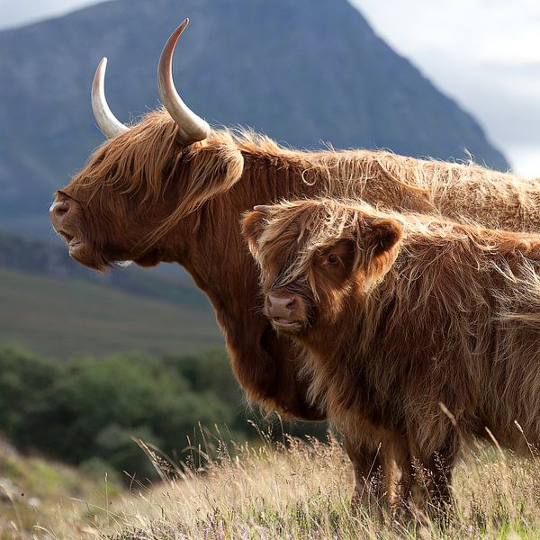 Tandheelkundig rand taart koe, schotse Hooglander portret, Schotland van Desiree Tibosch op canvas,  behang en meer