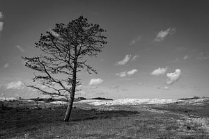 Zeeden Fredriks Field by Rob Donders Beeldende kunst