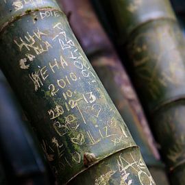 Bamboo art by Angelique Faber