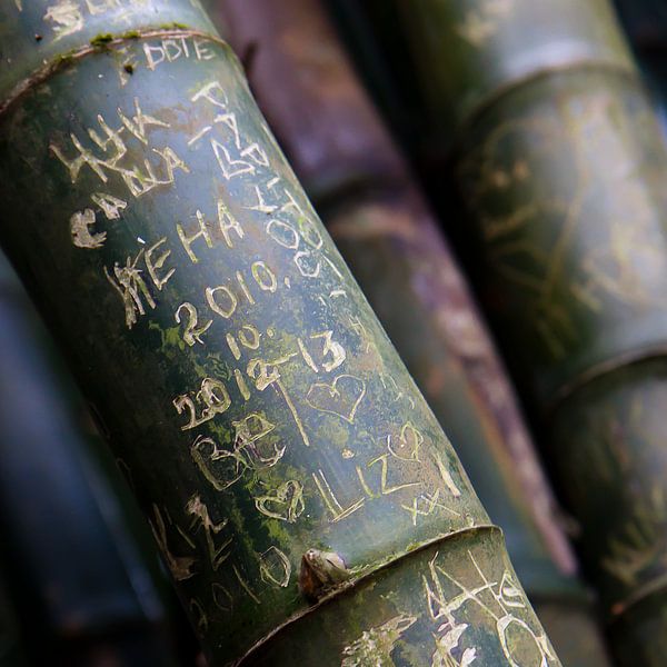 Bamboo art van Angelique Faber