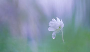 wood anemone by Ria Bloemendaal