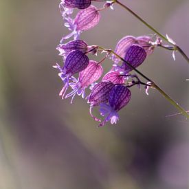 Delicate bloesemdroom van Renate Dohr