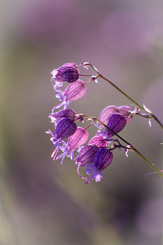 Delicate blossom dream