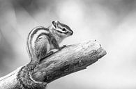 Porträt eines Eichhörnchens in Schwarzweiß von Evelien Oerlemans Miniaturansicht