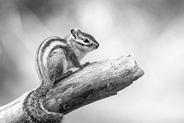 Portrait d'un écureuil en noir et blanc