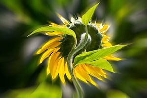 The sunflower from behind