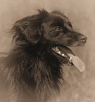 Zwarte Hond (sepia)