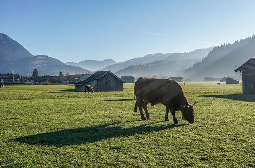 Kuh im Herbst