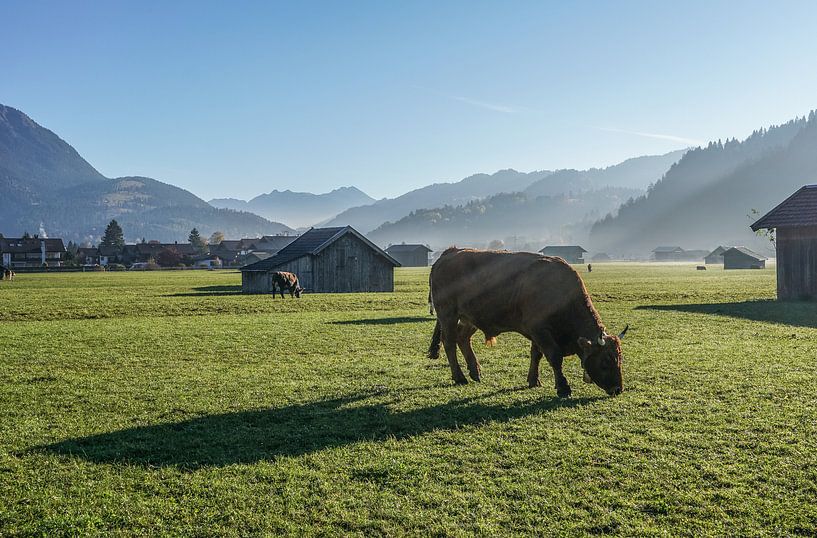 Kuh im Herbst van Patrice von Collani