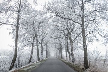 Bevroren bomen van Jo Pixel