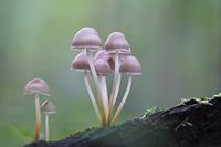 Mushroom Family