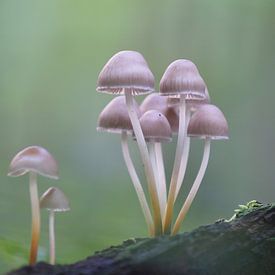 Famille des champignons sur Paul Muntel