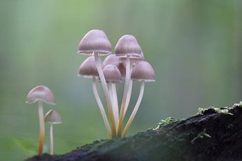 Pilz Familie