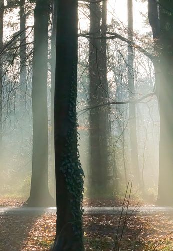 Lumière du soleil à travers les arbres