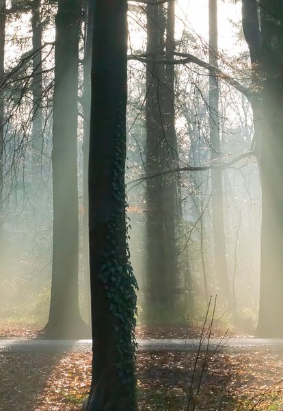 Sunlight through the trees by Esther De Schot