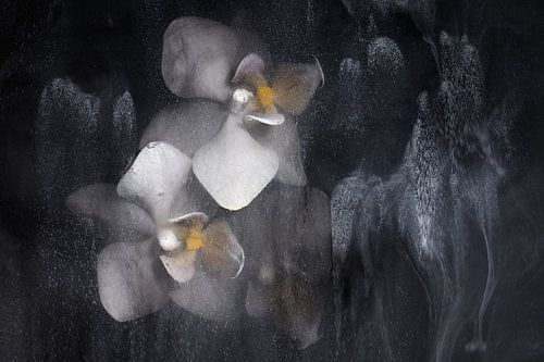 Inkwater Flowers - Weiße Orchidee von Jürgen Schmittdiel Photography
