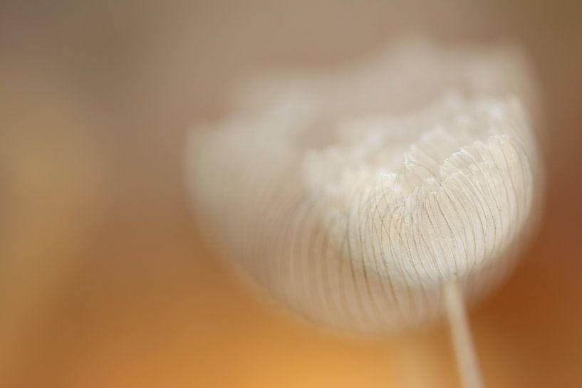 Haresfoot exposition multiple par Lucia Leemans