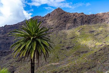 PALME by Joachim Neumann