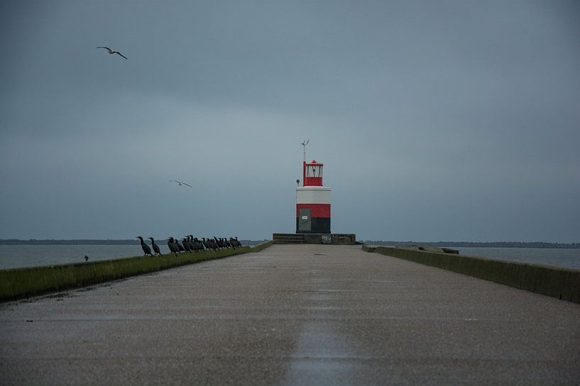 Gulls and Cormorants on the Noordpier Wijk aan Zee by Zaankanteropavontuur