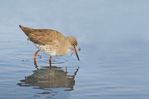 Tureluur in het water