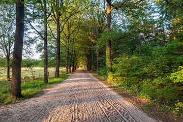 Summer evening light shines across the dirt track Evertsbos in Drenthe by Evert Jan Luchies