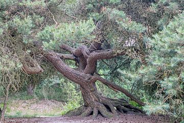 oude naaldboom met vergroeide stam en dikke wortels, op het mantingerveld van Hanneke Luit