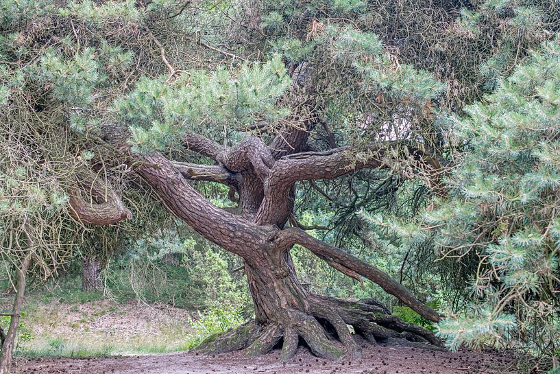 alter Nadelbaum mit verschmolzenem Stamm und dicken Wurzeln, auf dem Mantingerveld von Hanneke Luit