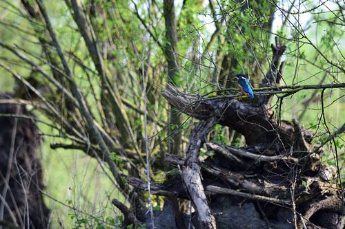 Petit martin-pêcheur