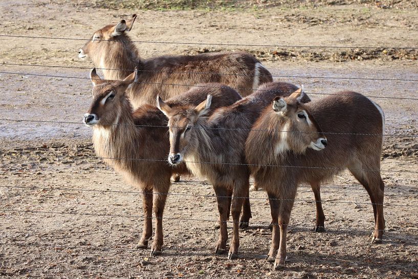 Antelope Waterbucks by Joke te Grotenhuis