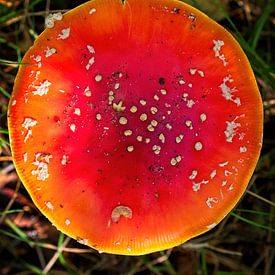 Red mushroom fly agaric by Mariska de Jonge
