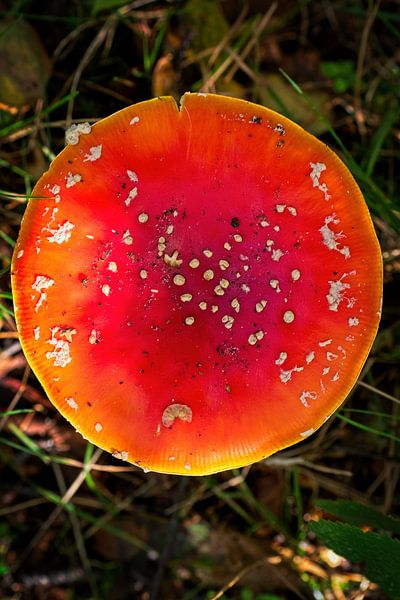Red mushroom fly agaric by Mariska de Jonge