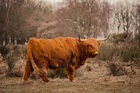 Schottische Highlander im Wind