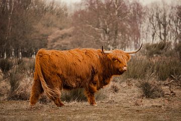 Schotse hooglander in de wind van Jay Vervoort