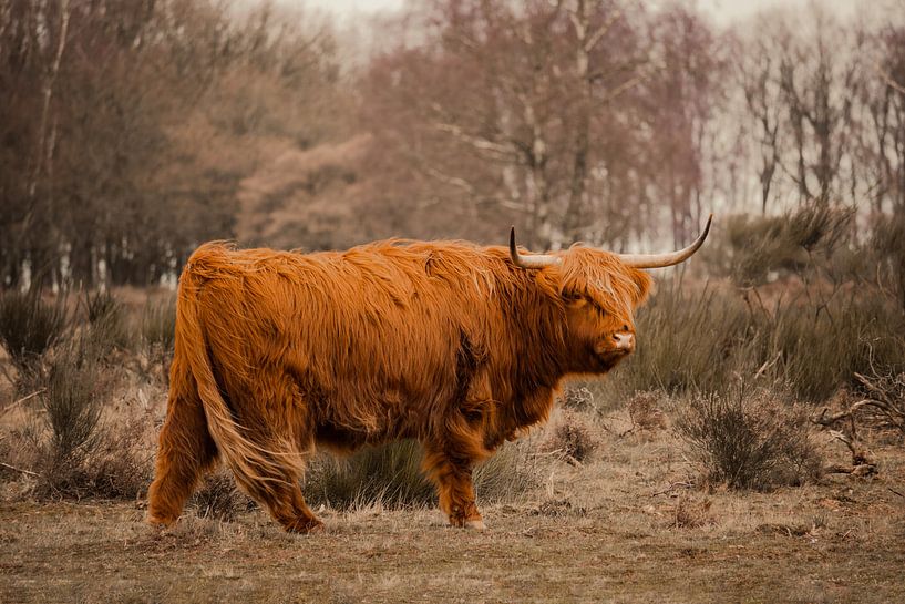 Scottish Highlander in the wind by Jay Vervoort