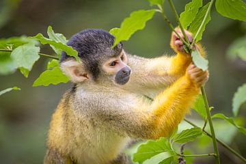 Speelse Doodshoofdaapje: Levendige Momenten in de Natuur van Triki Photography