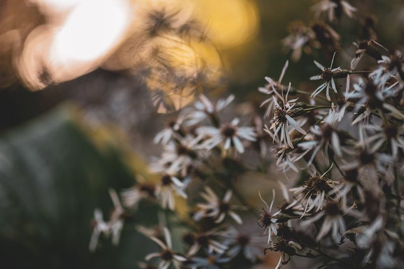 Eurybia schreberi by Tania Perneel