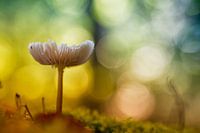 Betoverende paddenstoel (kleur versie)