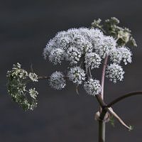Hogweed (ordinary)