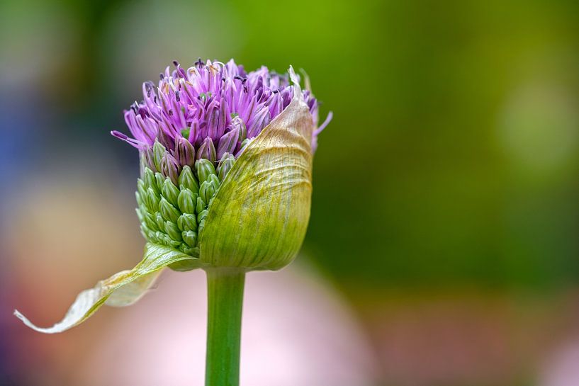 Allium bud by Lisa Dumon