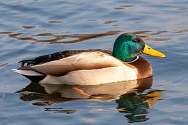 Canard colvert mâle sur t.ART
