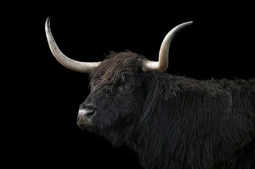 Scottish Highlander, portrait in black. Forest taurus