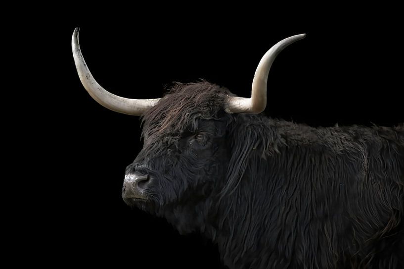 Schotse Hooglander, portret in zwart. Bos taurus van Gert Hilbink