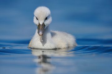 Donzy.nl - Young swan by Donzy.nl