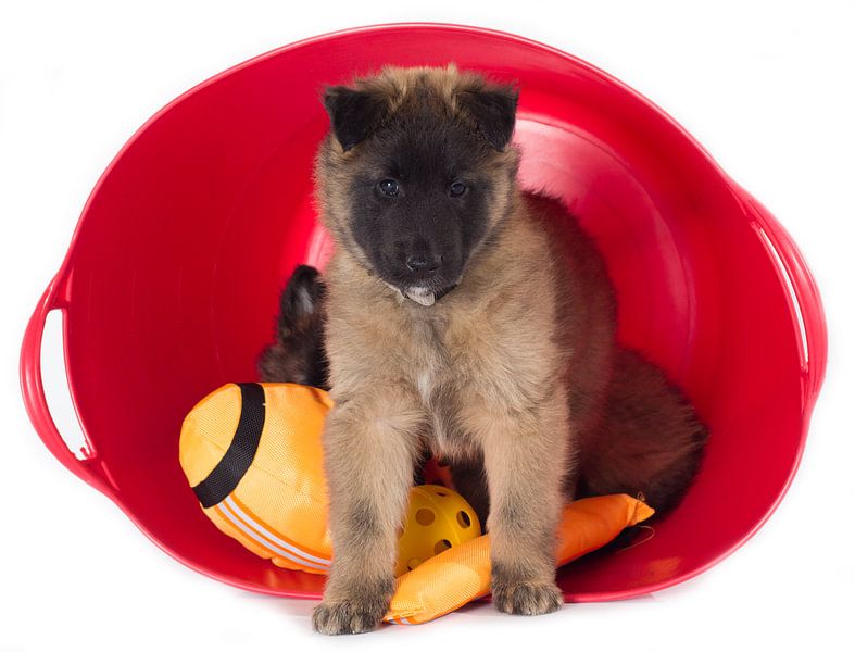 Puppy in wasmand von Angelique van Heertum