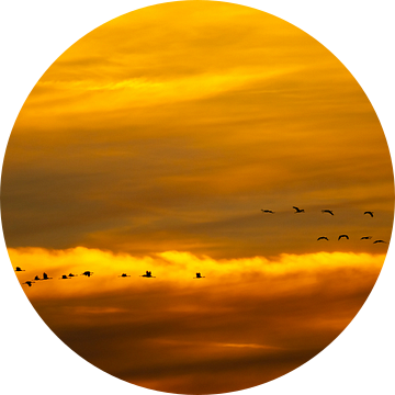 Kraanvogels vliegen in een zonsondergang tijdens de herfst van Sjoerd van der Wal Fotografie